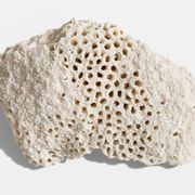Sculptural White Coral Fossil, Organic Modern Decor from South Asia