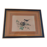Paire de gravures anciennes encadrées représentant des oiseaux