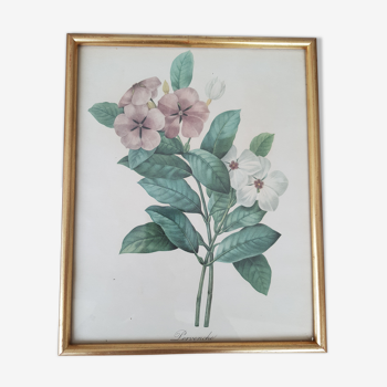 Pervenche botanical illustration