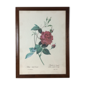 Botanical plank framed rose by PJ Redouté
