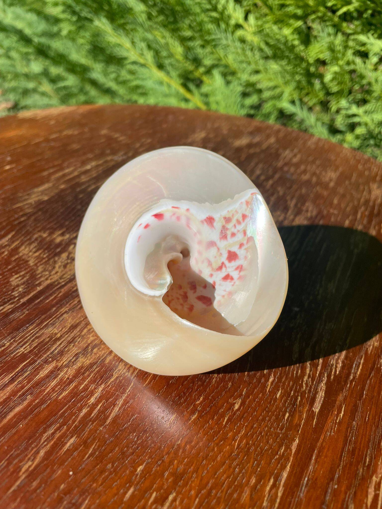 Petit coquillage : Trochus