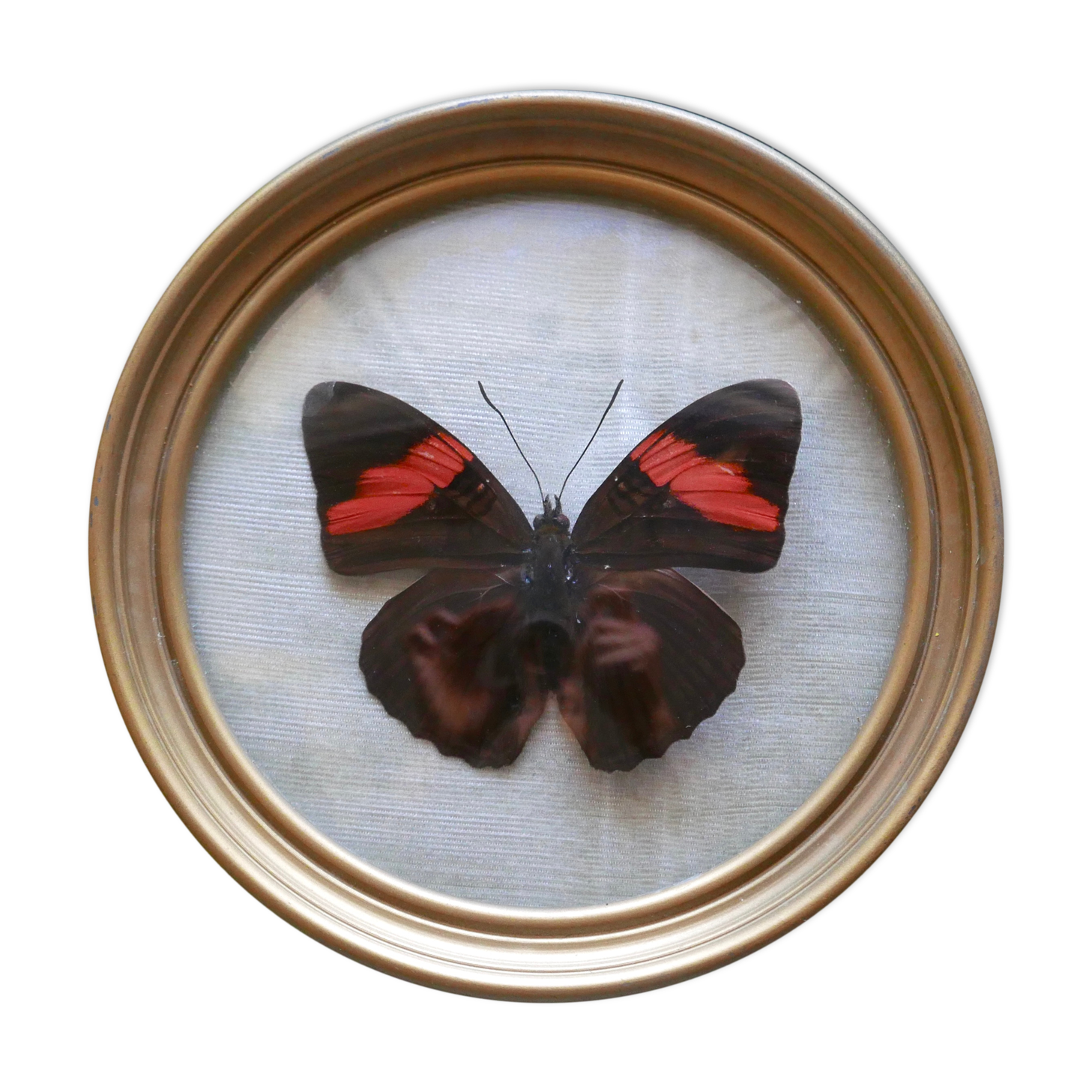Round frame, naturalized butterfly from Mexico, 1960s