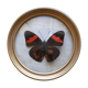 Round frame, naturalized butterfly from Mexico, 1960s