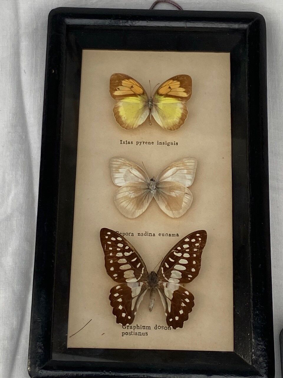 Frame duo with 3 butterflies each