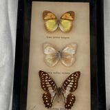 Frame duo with 3 butterflies each