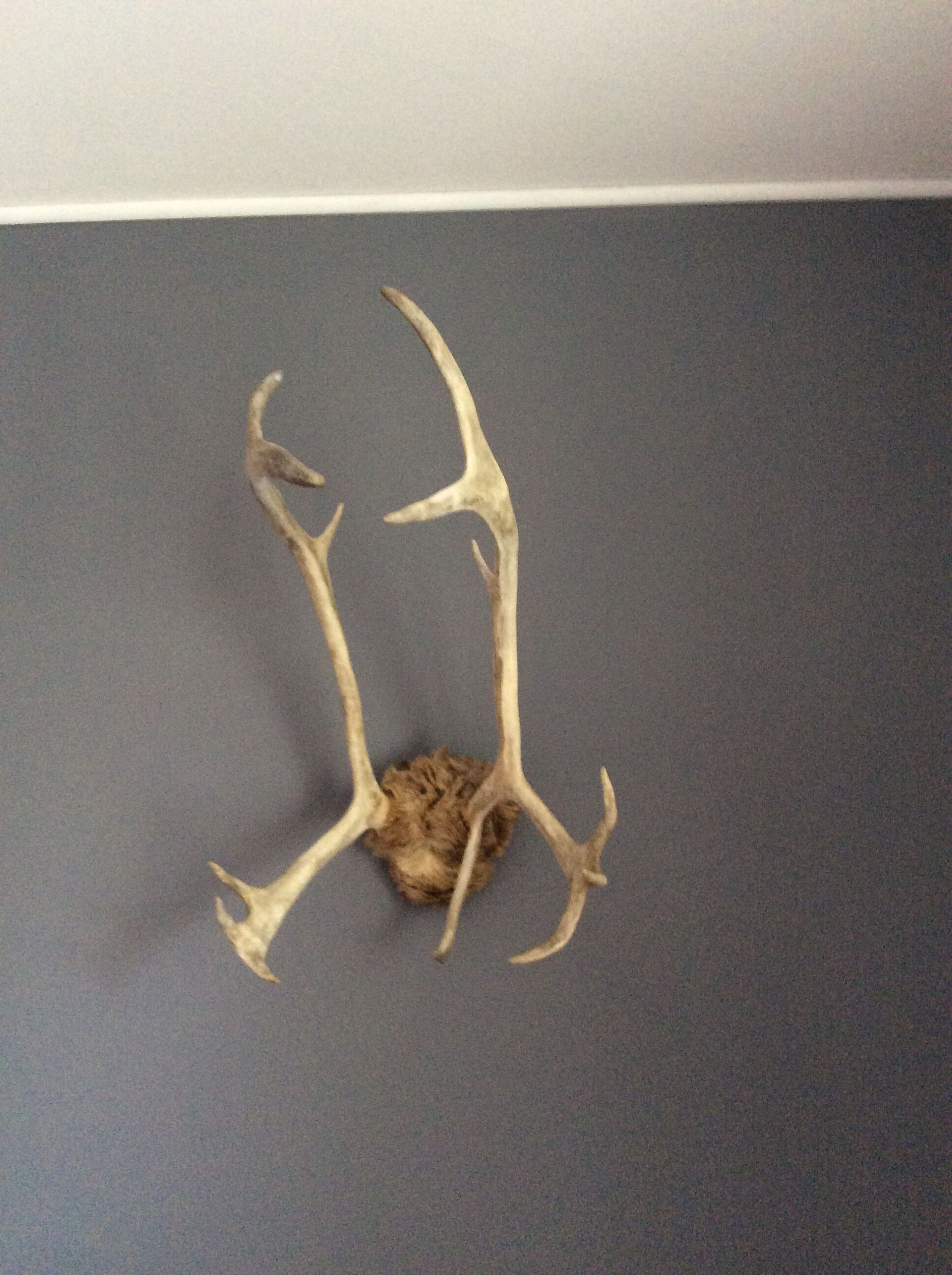 Wood hunting trophy deer
