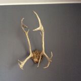 Wood hunting trophy deer