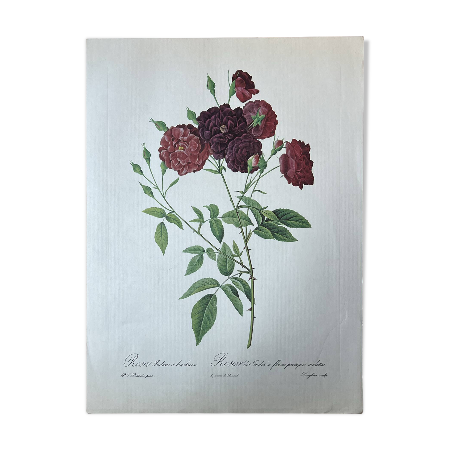 Planche botanique Rosier des Indes 40,4x29,9