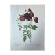 Planche botanique Rosier des Indes 40,4x29,9