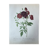 Botanical plate Indian Rose 40.4x29.9
