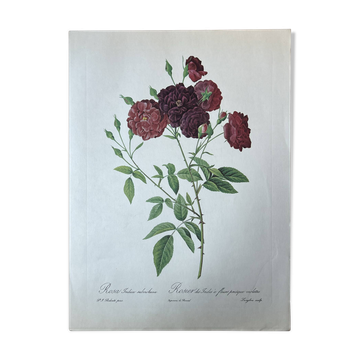 Botanical plate Indian Rose 40.4x29.9
