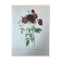 Planche botanique Rosier des Indes 40,4x29,9