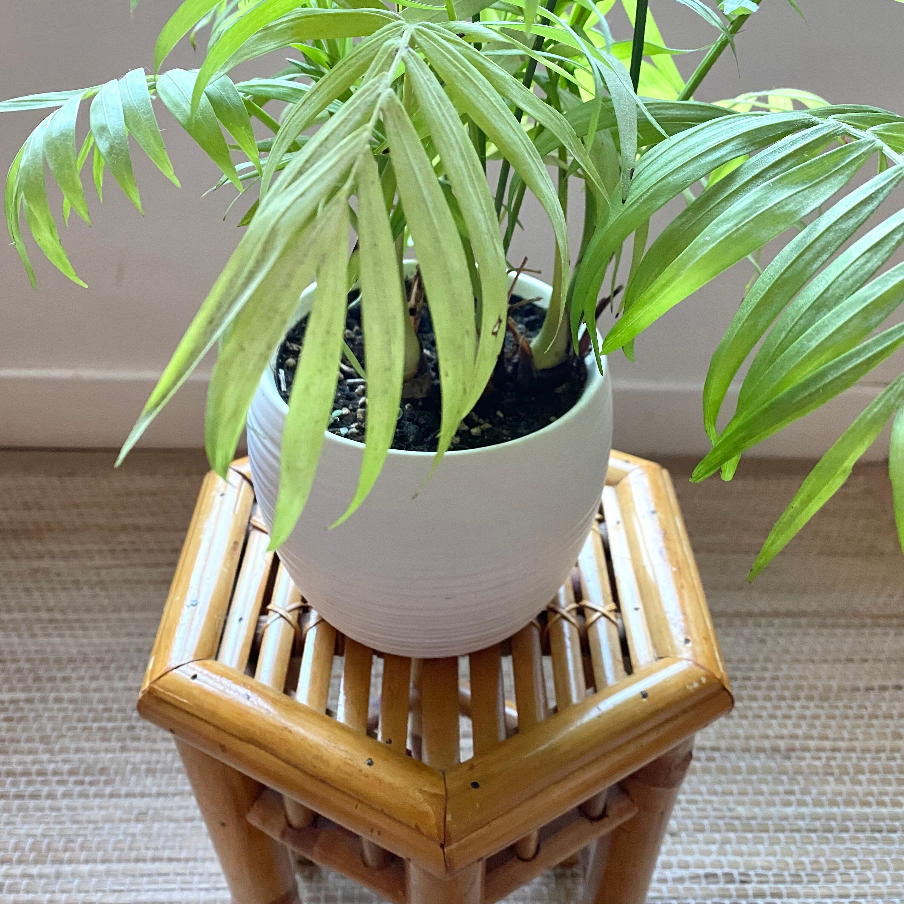 Porte plante en bambou vintage