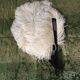 Fan scale ostrich feathers Napoleon III