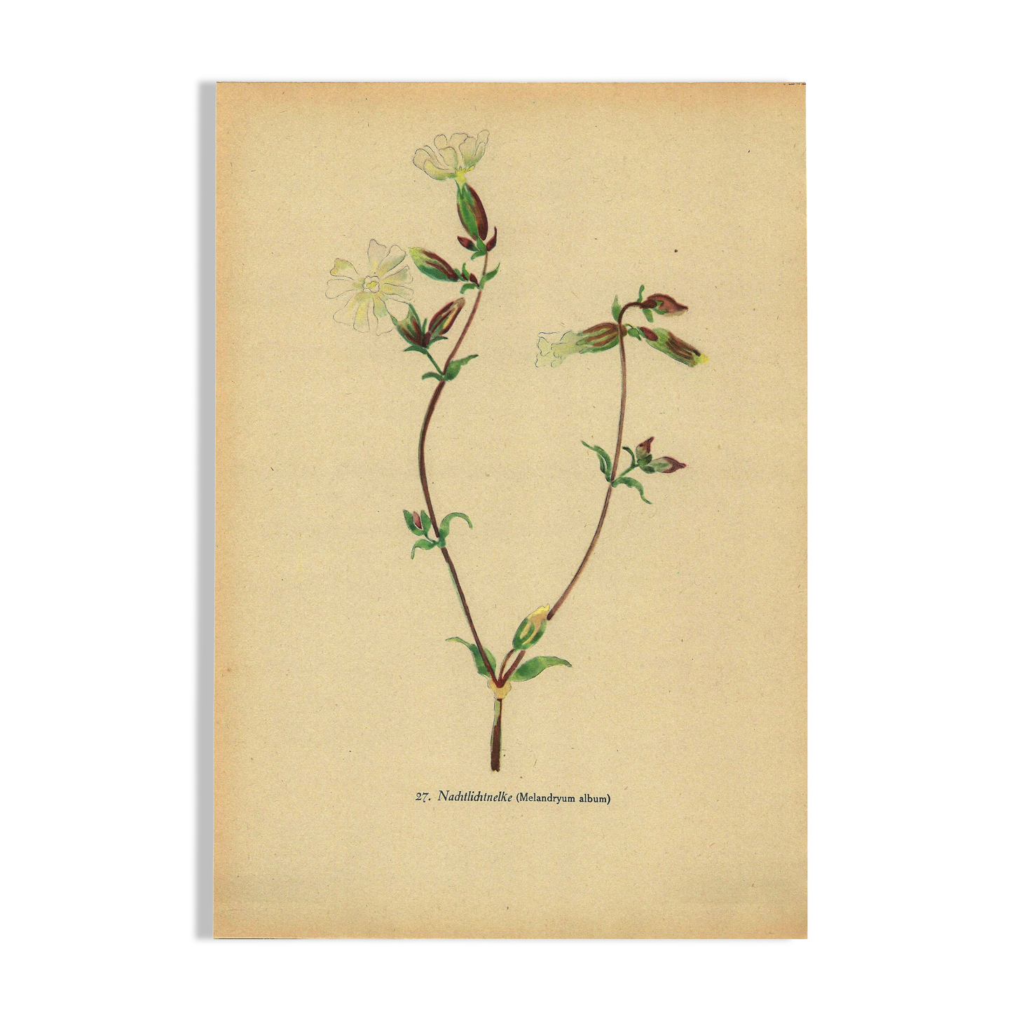 Antique illustration from 1948 of meadow flowers by H.Strache - Carnation