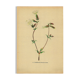 Antique illustration from 1948 of meadow flowers by H.Strache - Carnation