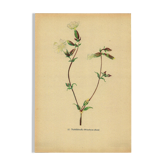 Illustration ancienne de 1948 de fleurs des prés par H.Strache -Œillet