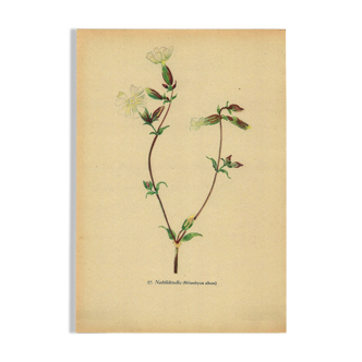 Illustration ancienne de 1948 de fleurs des prés par H.Strache -Œillet