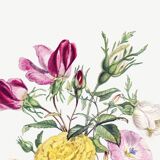 Poster about “Asian Buttercup and Garden Flowers”