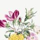 Affiche sur le “Renoncule d’Asie et fleurs de jardin"