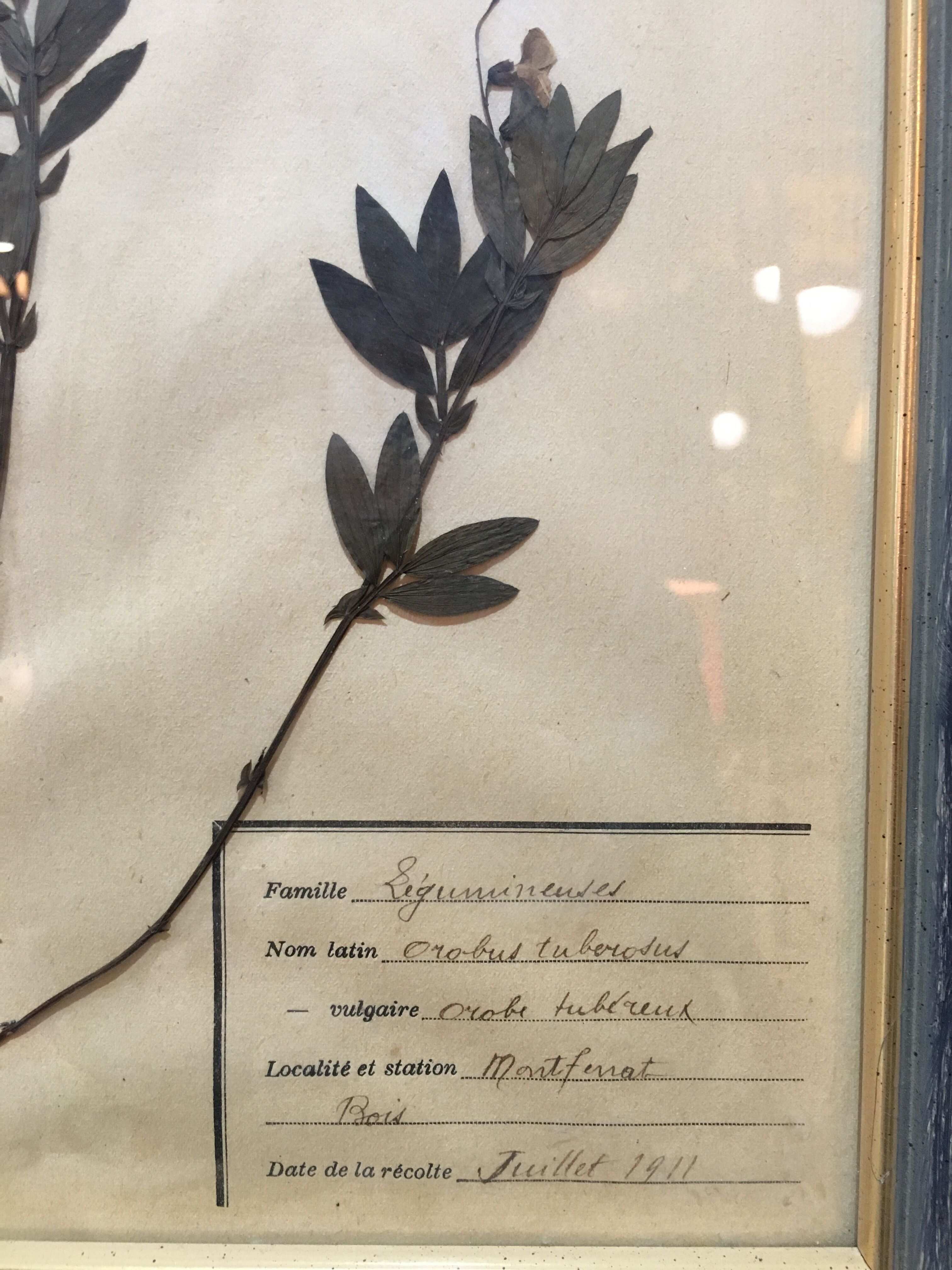 Herbarium 1911