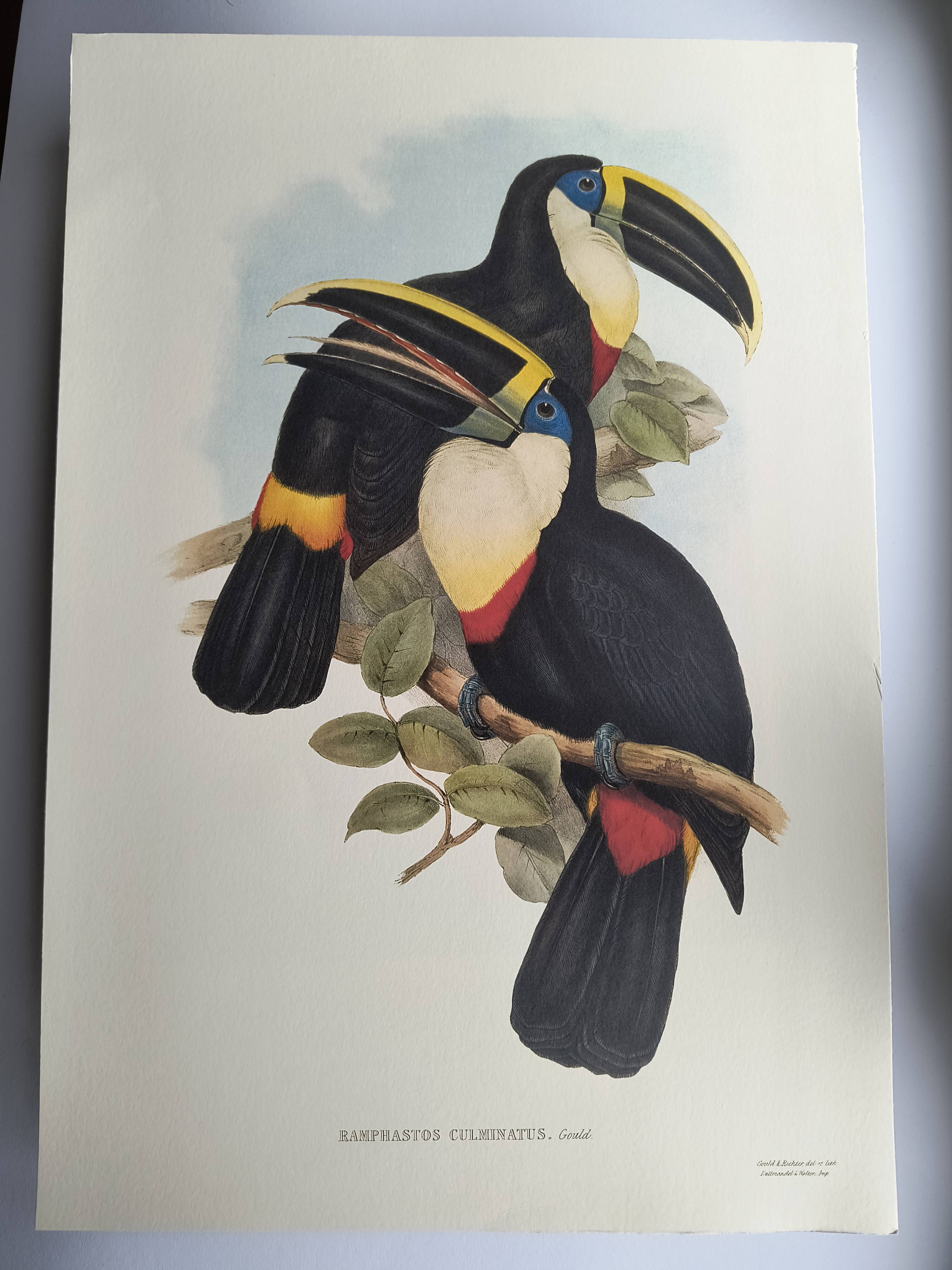 Illustration vintage - Toucan Culminatus - par J.Gould - planche oiseau