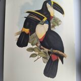 Illustration vintage - Toucan Culminatus - par J.Gould - planche oiseau