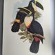 Vintage illustration - Toucan Culminatus - by J. Gould - bird plate