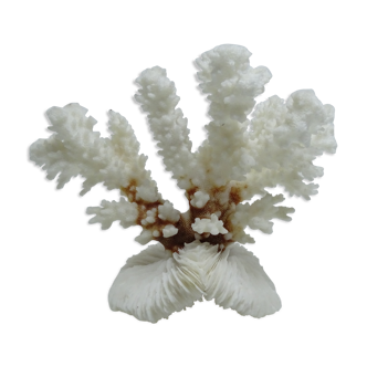 Corail blanc sur socle ancien