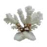Corail blanc sur socle ancien