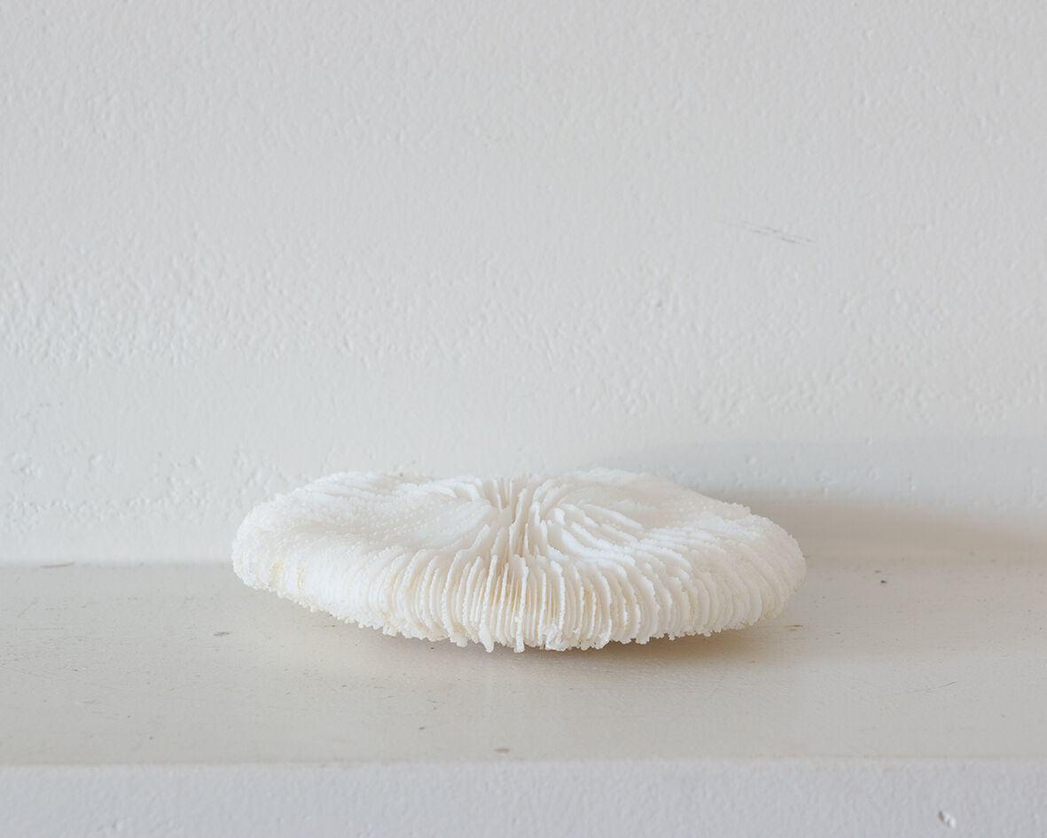 Corail blanc ancien