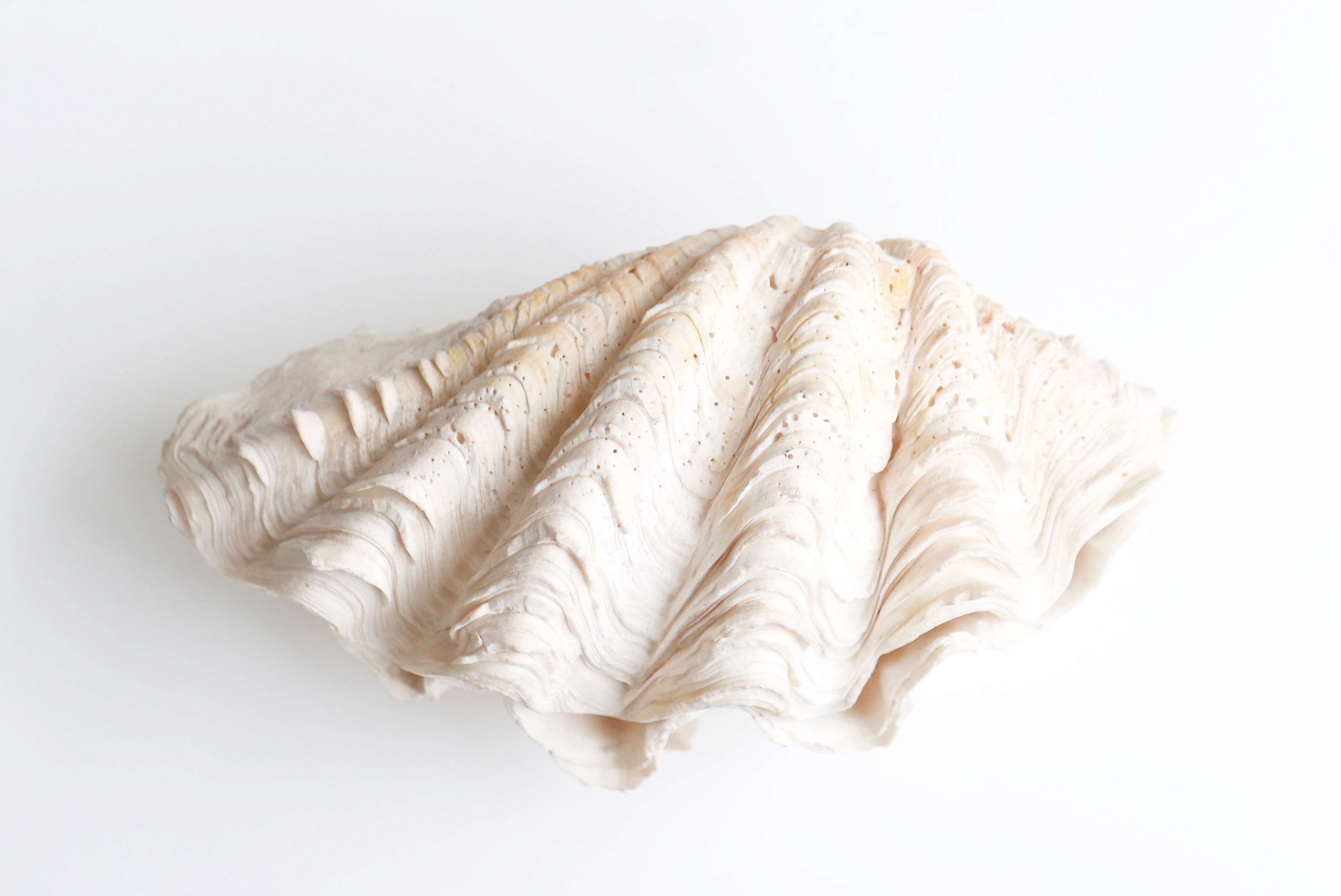 Benign shell for cabinet of curiosities, 70s
