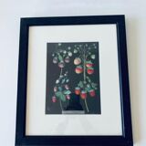 Framed lithograph raspberries