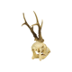Deer skull taxidermy complete antlers skull deer 33cm
