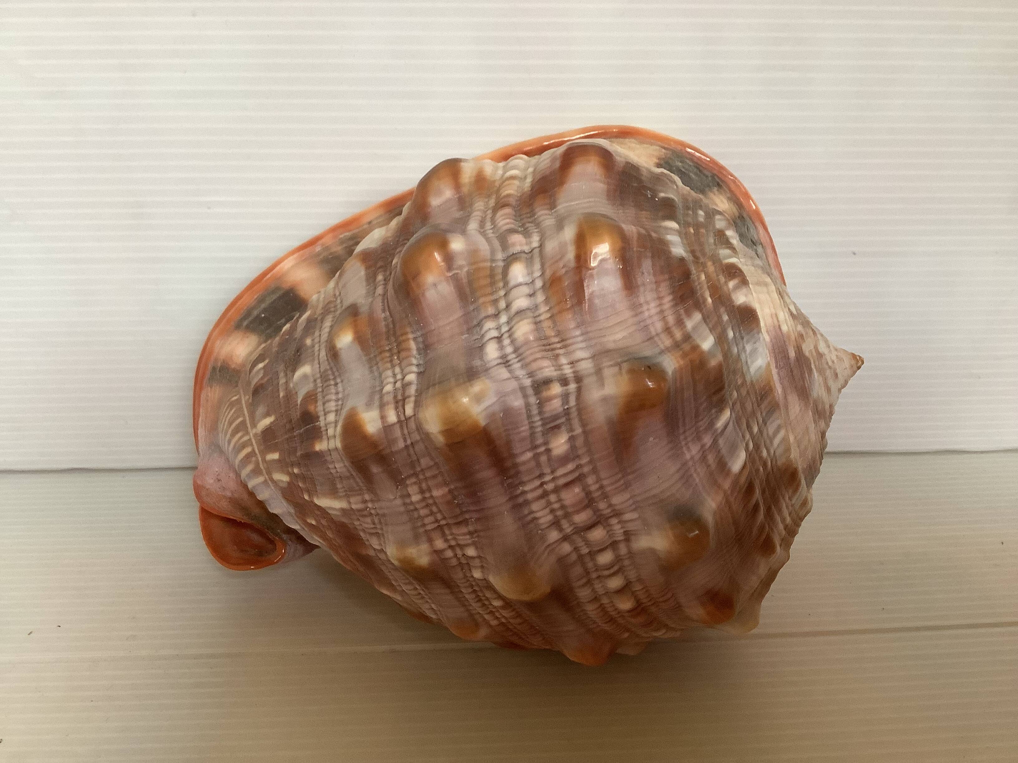 Large shell cypraea cassis rufa red helmet
