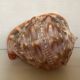 Large shell cypraea cassis rufa red helmet