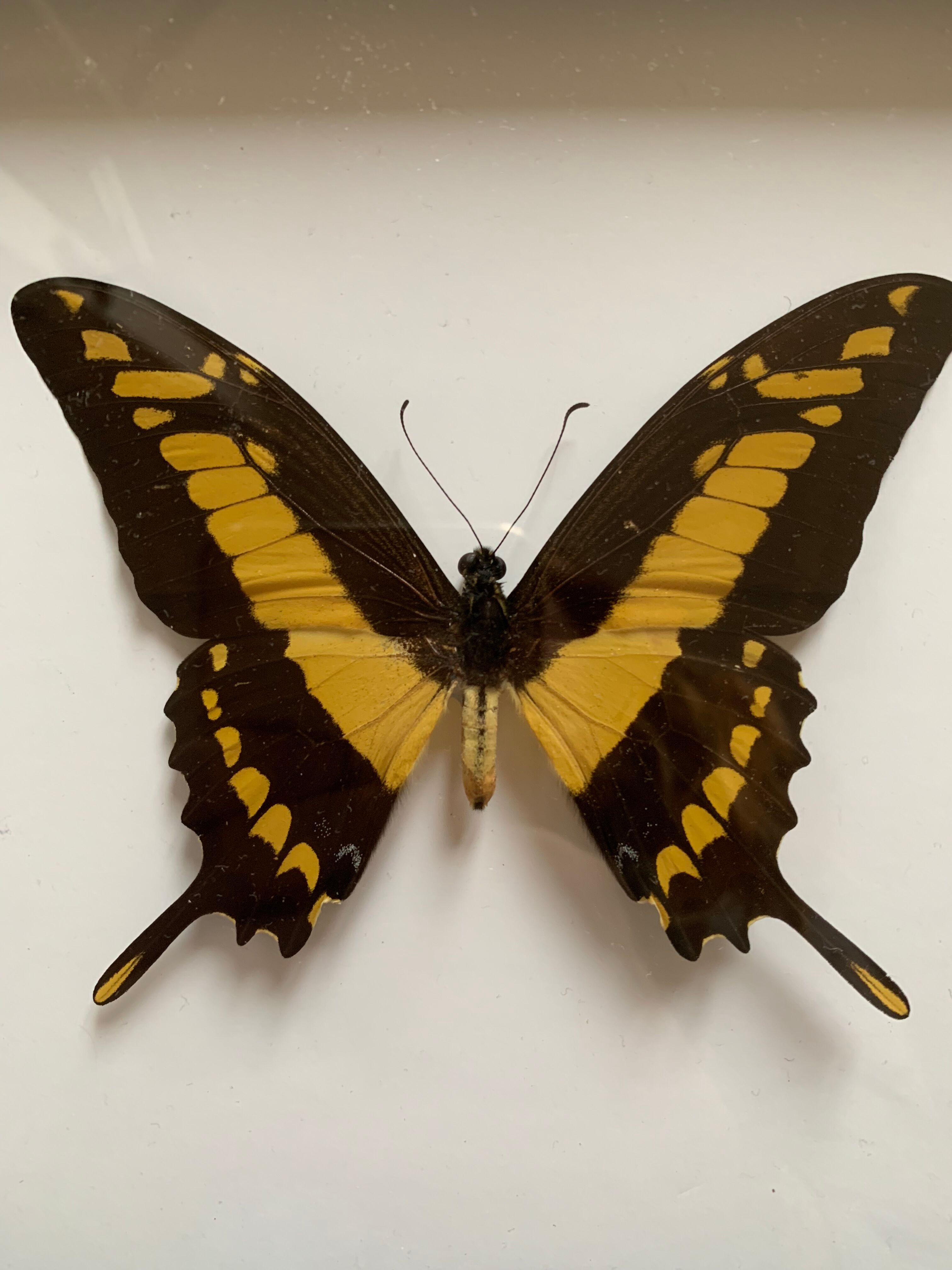 Naturalized butterfly frame