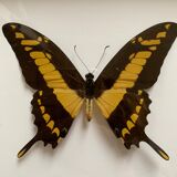 Naturalized butterfly frame