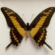 Naturalized butterfly frame