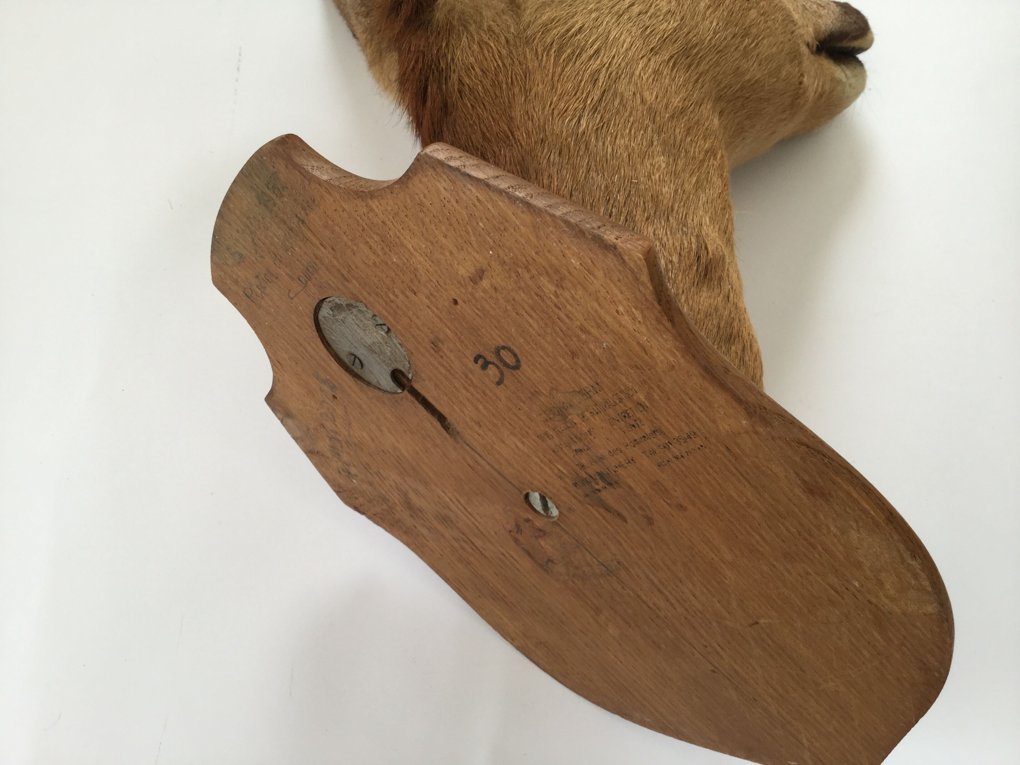 Naturalized deer head hunting trophy