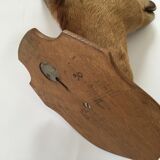 Naturalized deer head hunting trophy