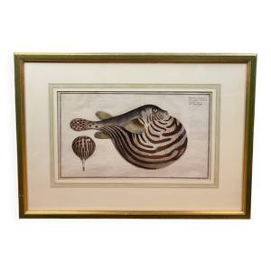 Gravure ancienne poisson - schmidt