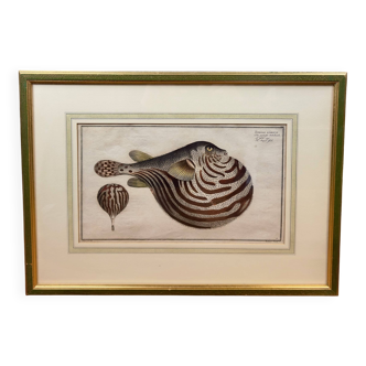 Old engraving of a pufferfish – Ludwig Schmidt (19th century)