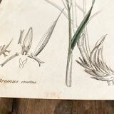 Trio of botanical plates, Ed London 1809