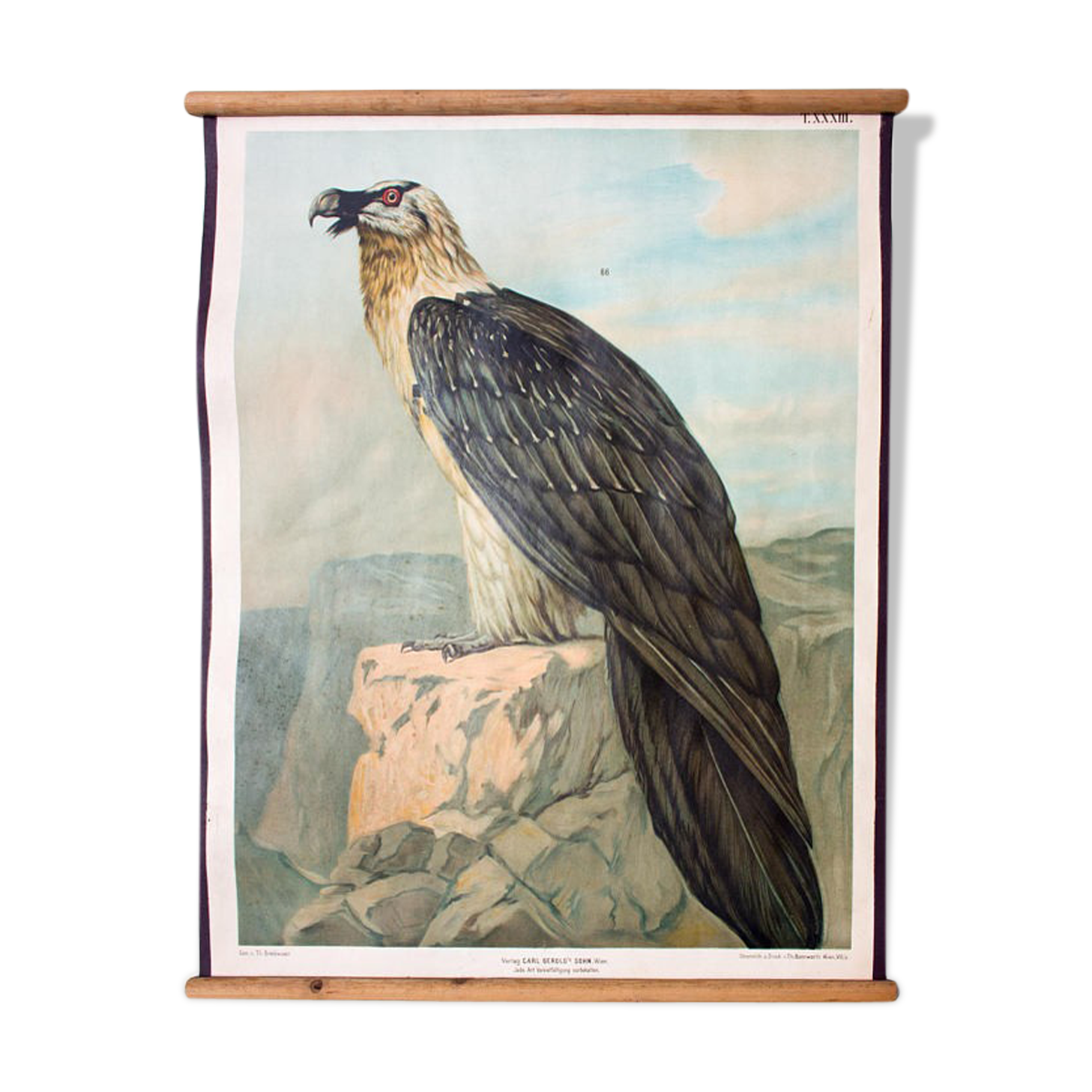 Poster "vulture" Wall Chart th. Breidwiser for Gerold & Sohn 1879