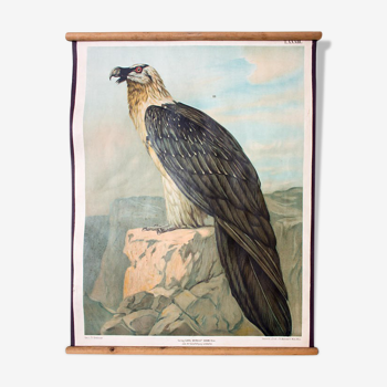 Poster "vulture" Wall Chart th. Breidwiser for Gerold & Sohn 1879