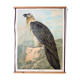 Affiche "vautour" Wall Chart Th. Breidwiser pour Gerold & Sohn 1879