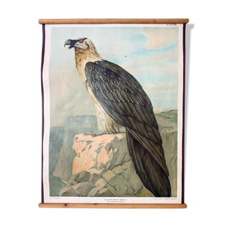 Poster "vulture" Wall Chart th. Breidwiser for Gerold & Sohn 1879