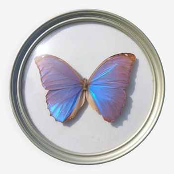Papillon naturalisé cadre en verre bombé