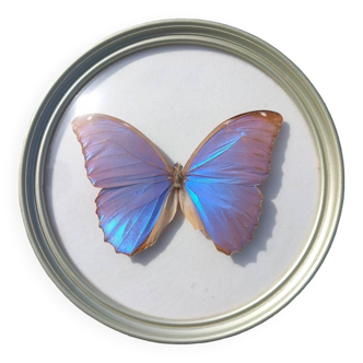 Papillon naturalisé cadre en verre bombé